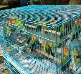 バードガーデン観光